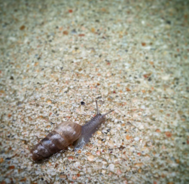Snail