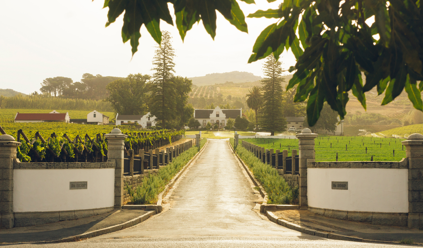 Food Wine - Wineries - 09-Vineyard.jpg