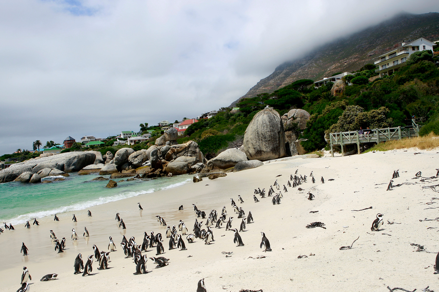 African Penguins on Boulders Beach