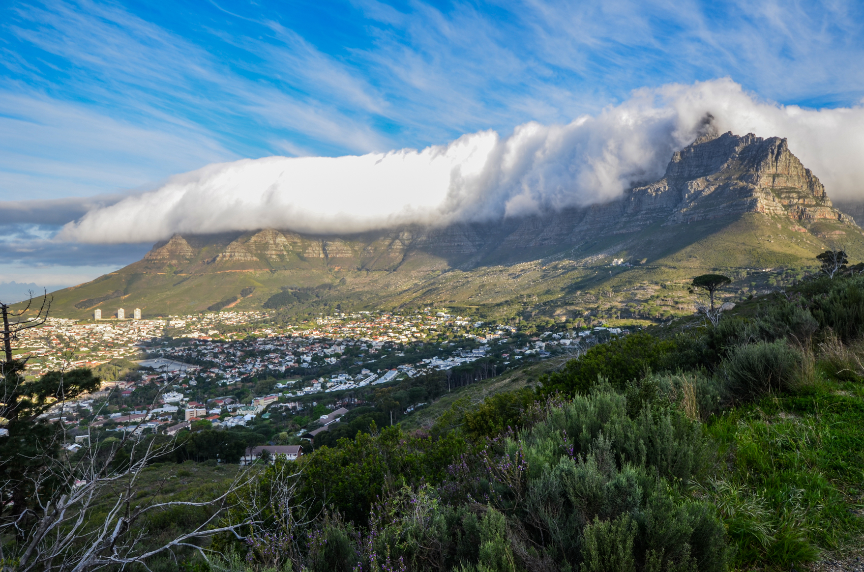 Nature Adventure - Flora - CTT_Table Mountain_(c)Lisa Burnell (10).jpg