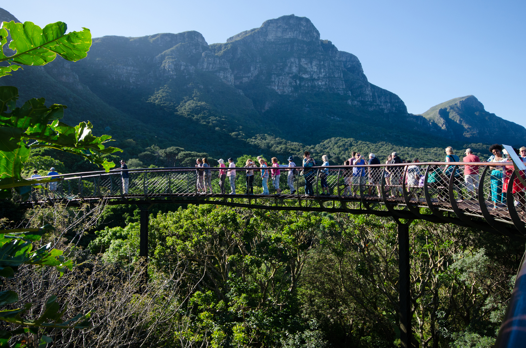 Kirstenbosch National Botanical Garden in Table Mountain
